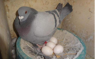 鸽子蛋虽然很小,一起去看下鸽子蛋和鸡蛋的营养价值有哪些?